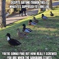 Ducks are degenerate lovers if that sounds screwy