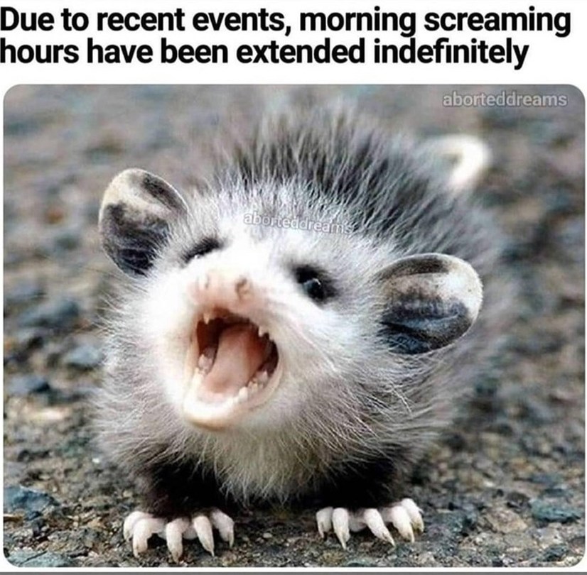 The Latest Memes :) Memedroid