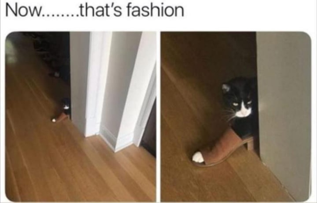 Fashion cats - meme