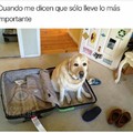 Perro en maleta xd