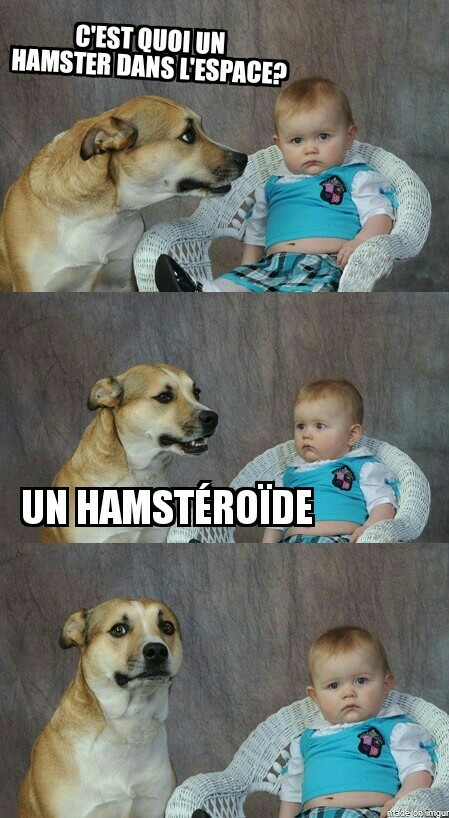 Hamstéroïde - meme