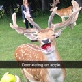 Juste un cerf qui mange une pomme