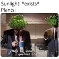 Did someone say PHOTOSYNTHESIS