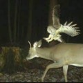 i think the deer is getting accepted to hogwarts