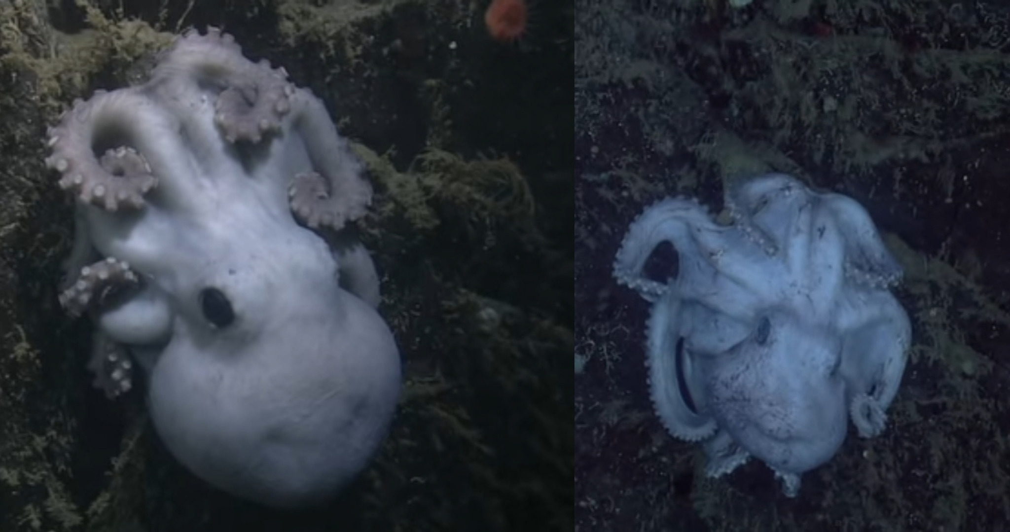 These octopus look like they have smiling faces - meme