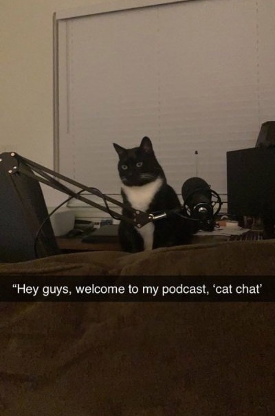 Cat chat - meme