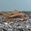 bronze corydora (remember that corys only school with other corys from the same species)