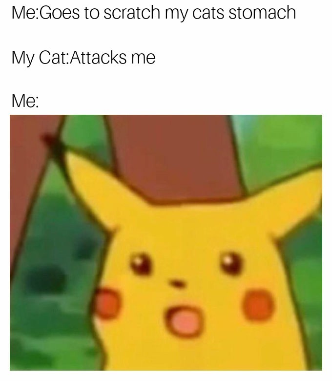 Cats - meme