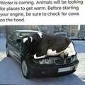Be sure to check for cows on the hood