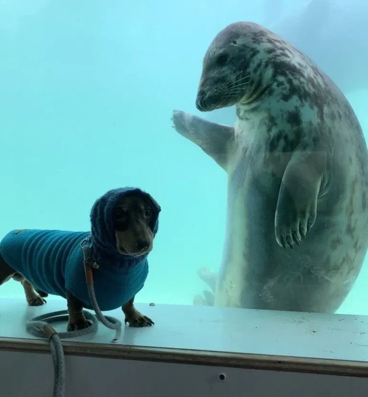 Doggy - meme