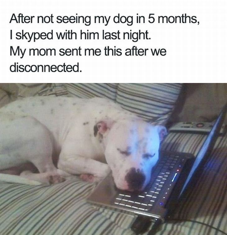 Dog sleeps in peace after talking with his owner on Skype - meme
