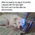 Dog sleeps in peace after talking with his owner on Skype