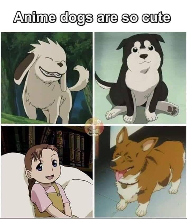 Pin by STORM on meme  Anime memes, Funny dog memes, Anime jokes