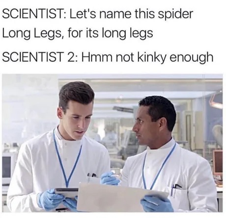 kinky spiders - meme