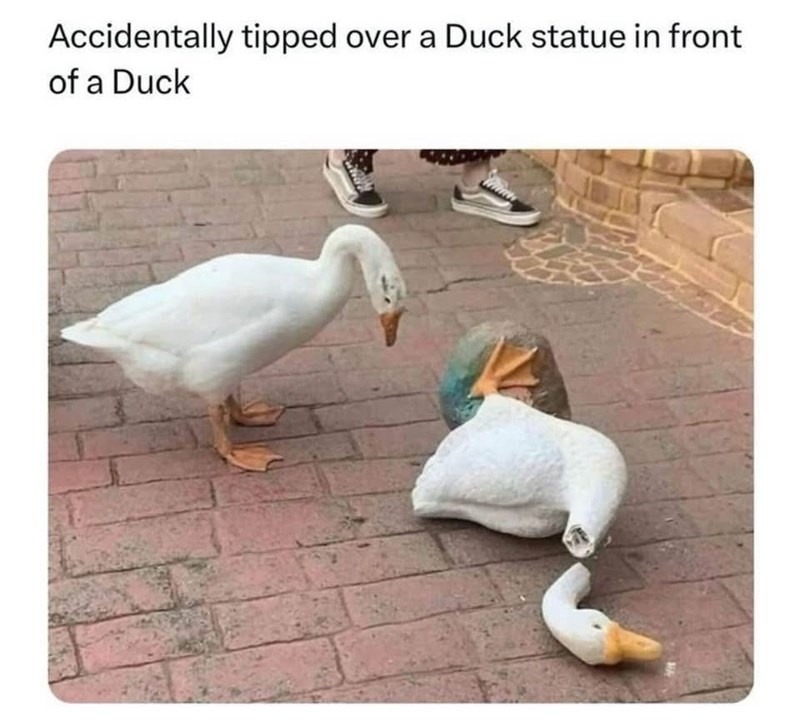 Knocked over a duck statue in front of a duck. Regret is instant - meme