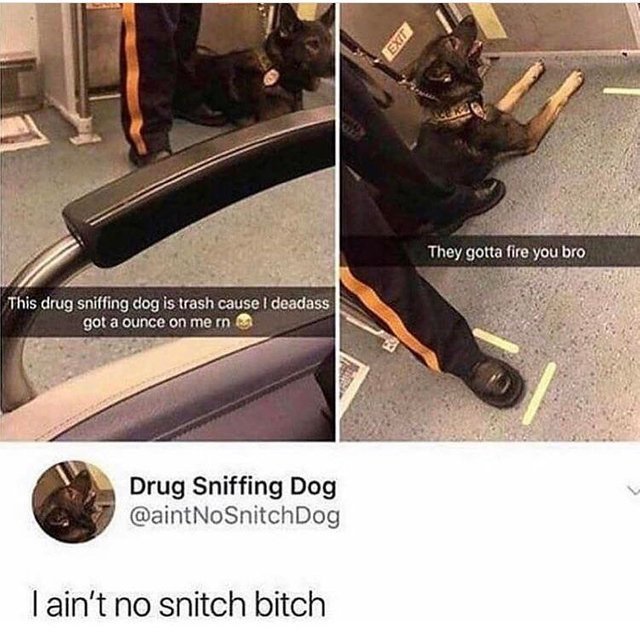 Drug sniffing dog aint no snitch - meme
