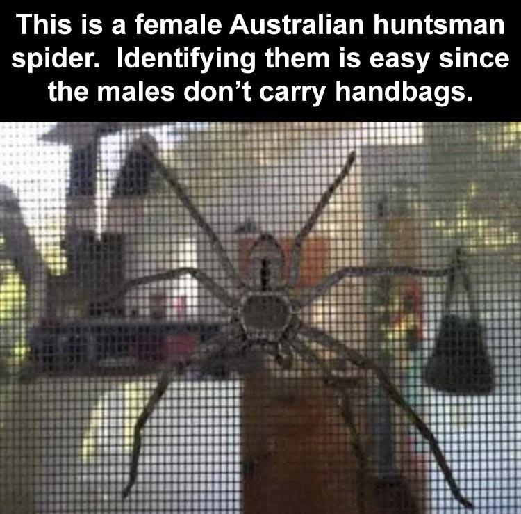 But do Australian Gathererman Spiders get this much attention? - meme