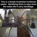 But do Australian Gathererman Spiders get this much attention?