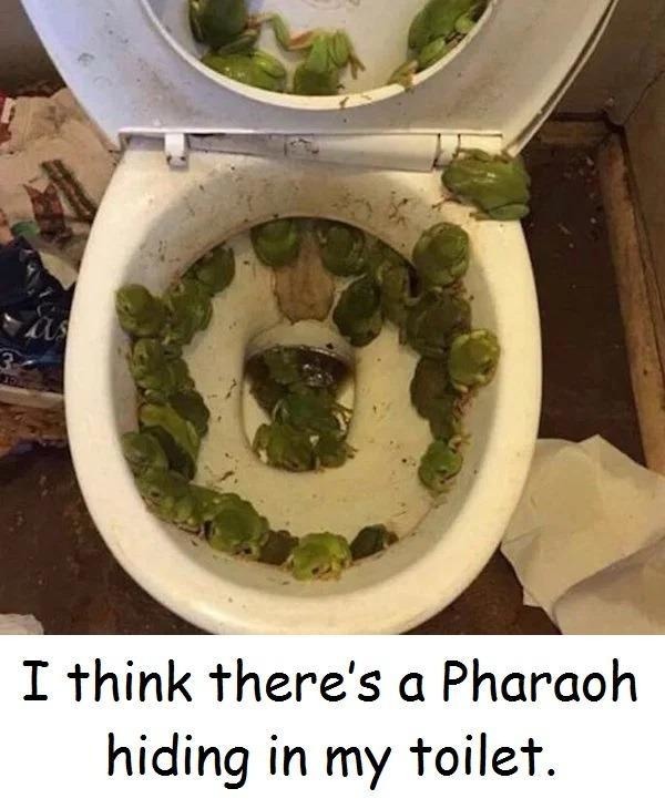There's a Plague in My Toilet - meme