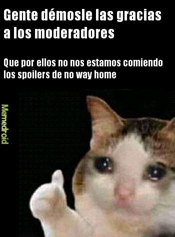 gracias meme gato