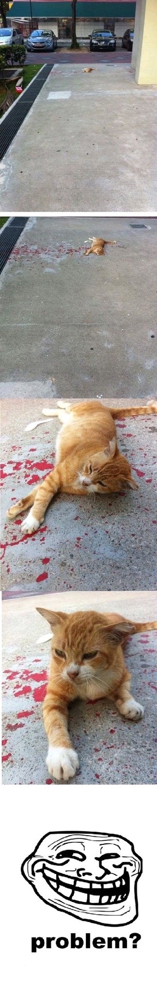 El gato te trollea - meme