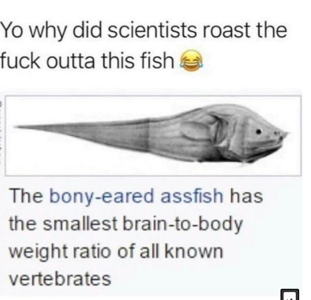 ass fish - meme
