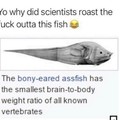 ass fish