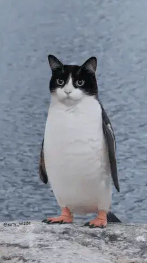 cat + penguin - meme