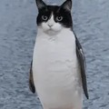 cat + penguin