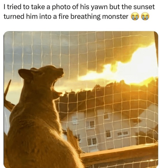 Fire breathing cat meme