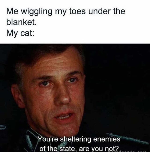 Wiggling toes under the blanket? You're now a traitor to the cat empire - meme