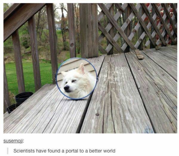 Much portal such doge - meme