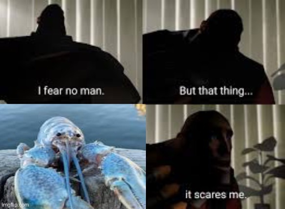 Blue lobster - meme