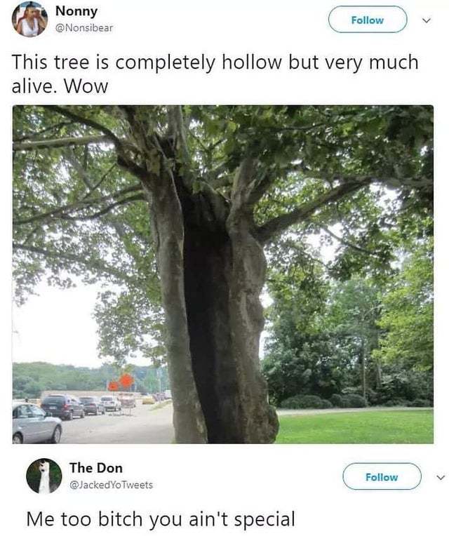 This tree is completely hollow but very much alive - meme