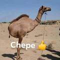 Chepe 