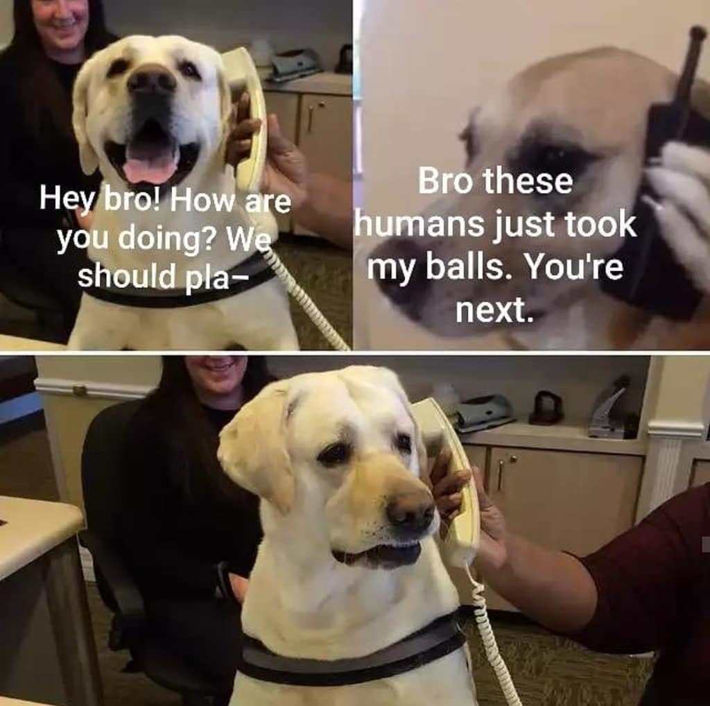 doggos are the bestos - meme