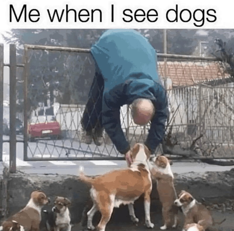 Doggo - meme