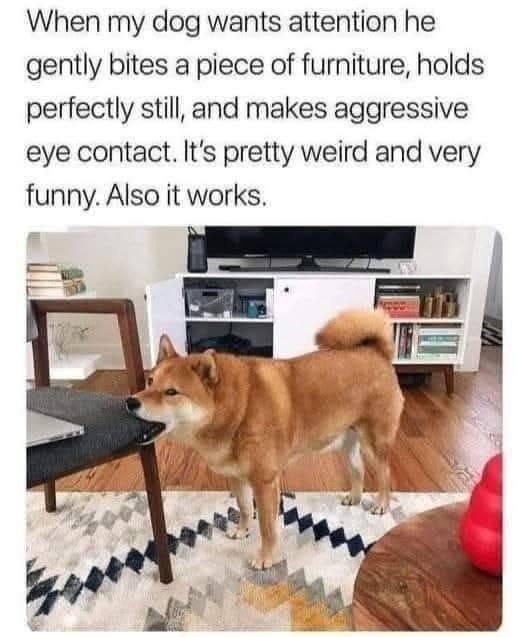 My dog asking for attention like he’s holding furniture hostage - meme
