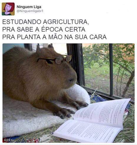 meme da clara a capivara