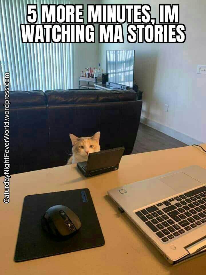 Netflix cat - meme