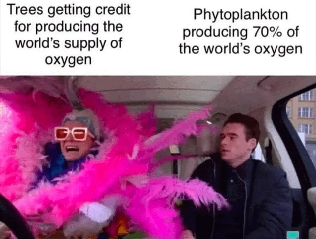Phytoplankton is the best - meme