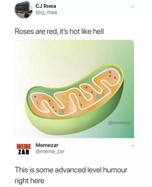 Roses are red, memes are elite, this one cooked me in 4K heat