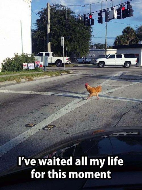 Chicken crossing the road - meme