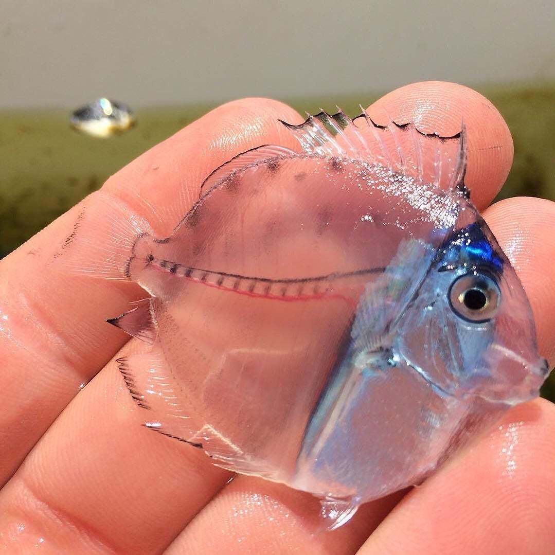 The transparent blue tang fish - meme