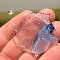 The transparent blue tang fish