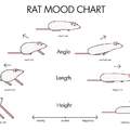 Is your rat long or angled?