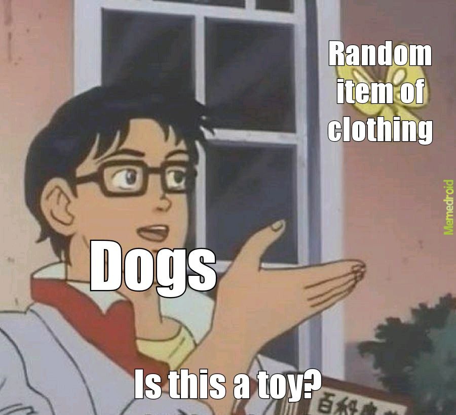 Dogs shouldnt be eating my clothes - meme