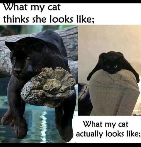 Just cats - meme