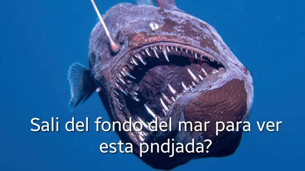 Pez - meme
