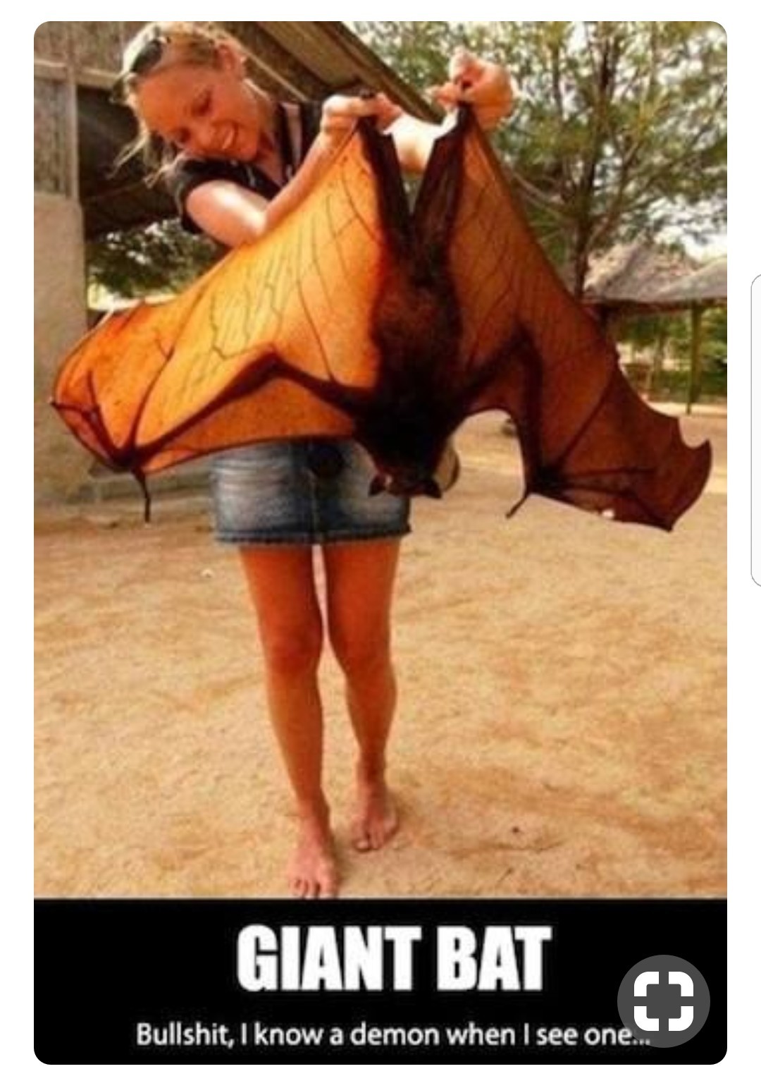 Large bat. - meme